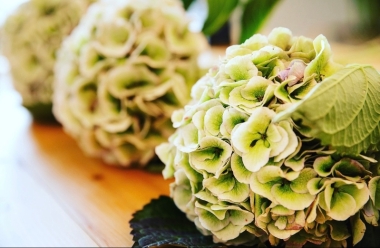 Armful of Hydrangeas