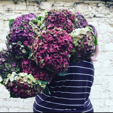 Armful of Hydrangeas